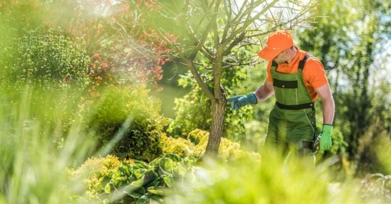 Arborist Insurance